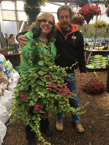 Lophospermum Climbing Gloxinia